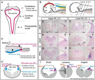 Genetic Mechanism for the Cyclostome Cerebellar Neurons Reveals Early Evolution of the Vertebrate Cerebellum